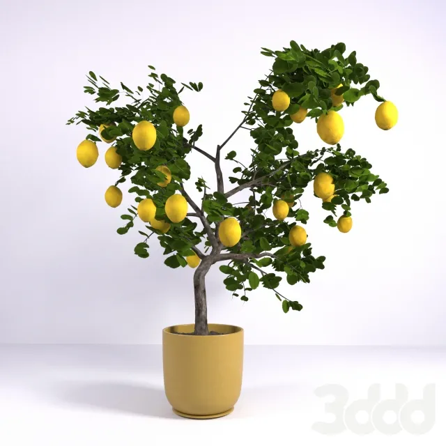 Лимонное дерево – 234571