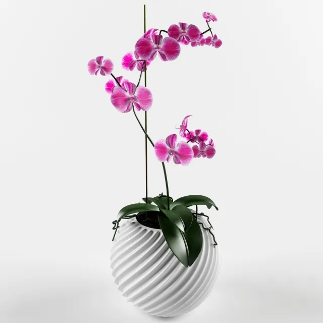 Орхидея-цветок вампир – 236413