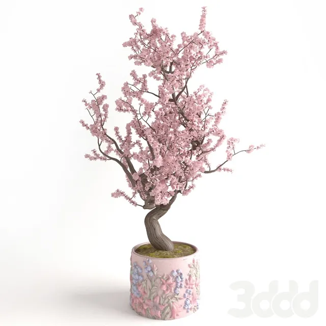 розовое вишневое дерево в розовой кадке с барельефом – 237719