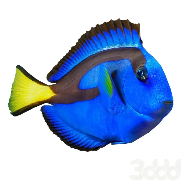 рыбка Дори или Paracanthurus hepatus – 237767