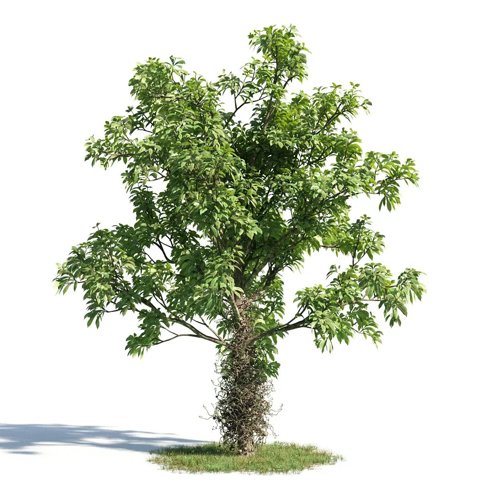 TREE – PLANTS – 3DS MAX MODELS – 186 – PRO
