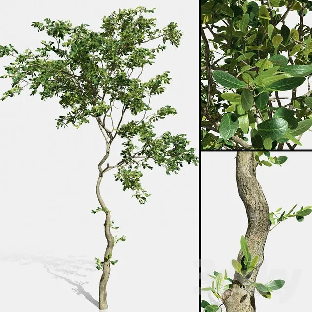 PLANT 3D MODELS – FLOWER 3D MODELS – 126