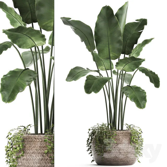 PLANT 3D MODELS – FLOWER 3D MODELS – 339