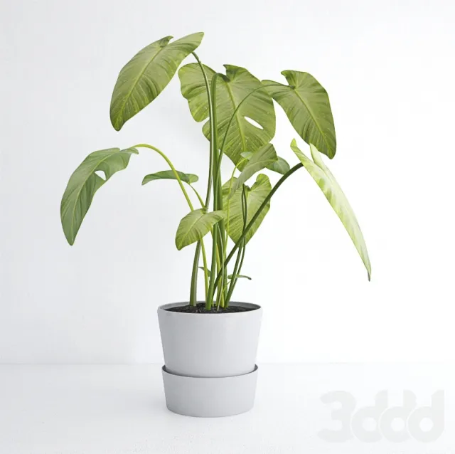 PLANT 3D MODELS – FLOWER 3D MODELS – 447