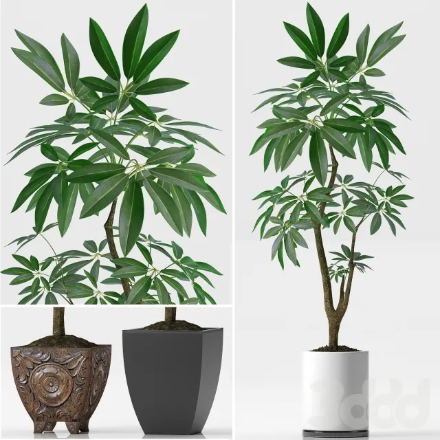 PLANT 3D MODELS – FLOWER 3D MODELS – 488