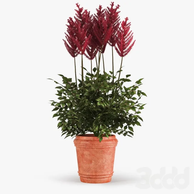PLANT 3D MODELS – FLOWER 3D MODELS – 496