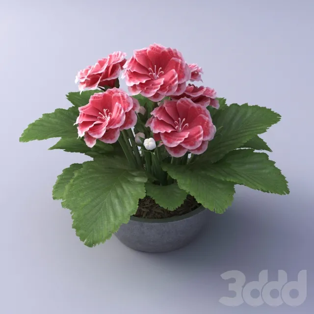 PLANT 3D MODELS – FLOWER 3D MODELS – 503