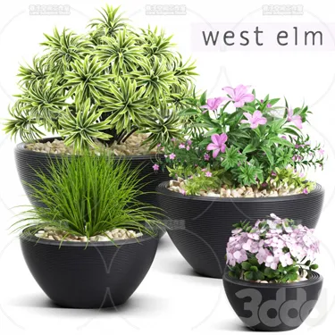 PLANT 3D MODELS – FLOWER 3D MODELS – 517