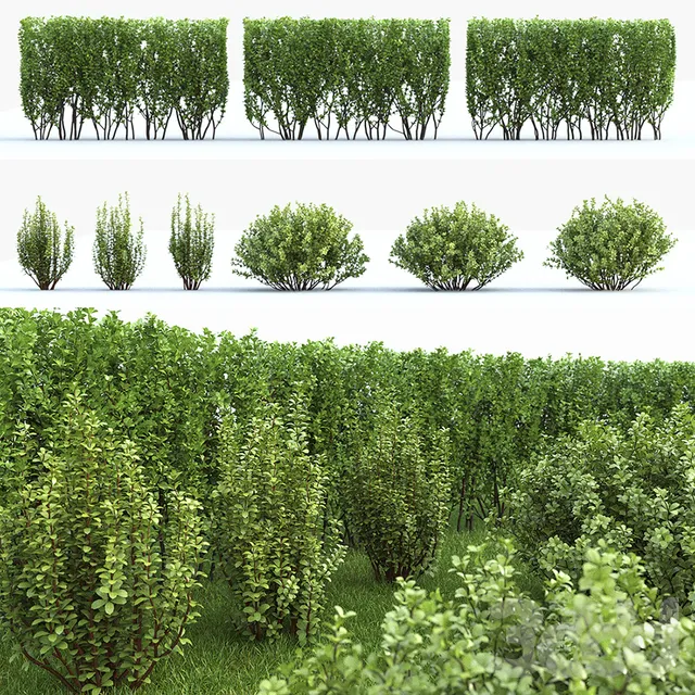 PLANT 3D MODELS – FLOWER 3D MODELS – 066