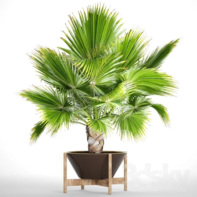 Brahea edulis 2. fan palm brachea bismarckia palm tree in a flowerpot pot decorative outdoor blue palm 3DS Max - thumbnail 3