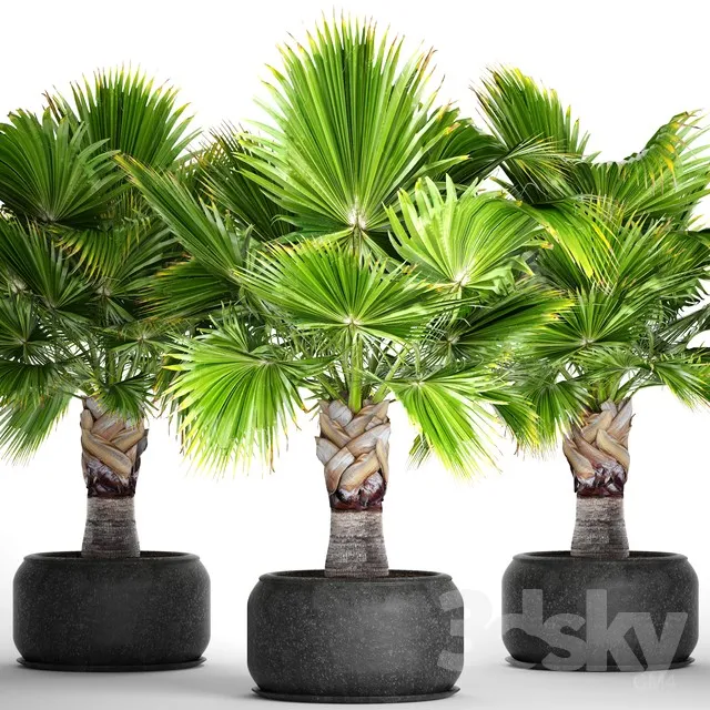 Brahea edulis. Brachea fan palm decorative outdoor indoor black pot flowerpot 3DS Max - thumbnail 3