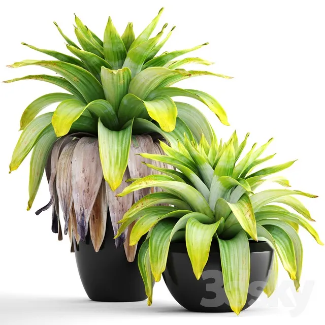 Collection of plants 144. Tropical plant bromelia pot black flowerpot bush tropical exotic plant 3DS Max - thumbnail 3