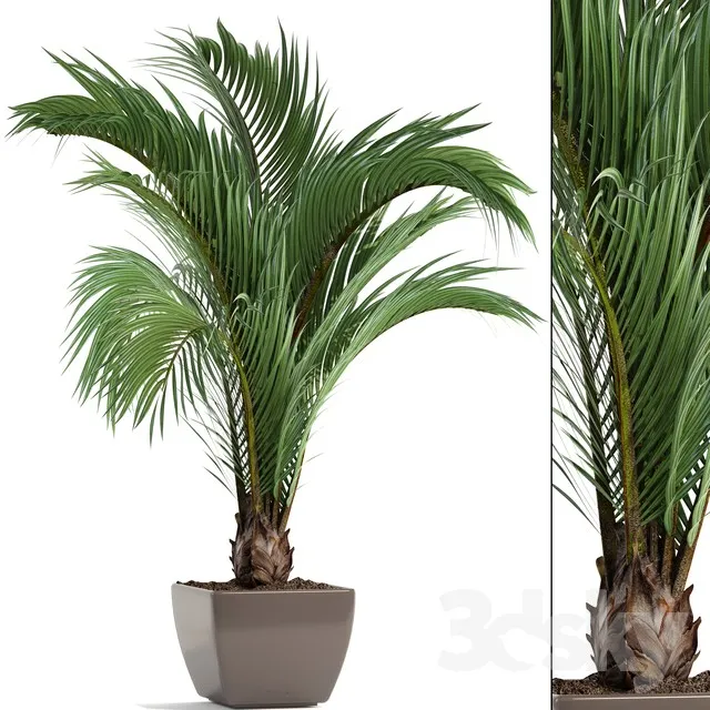 Hedyscepe canterburyana Areca palm tree decorative interior indoor pot flowerpot flower decor 3DS Max - thumbnail 3