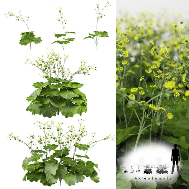 FLOWER – PLANT 3D MODELS – 276