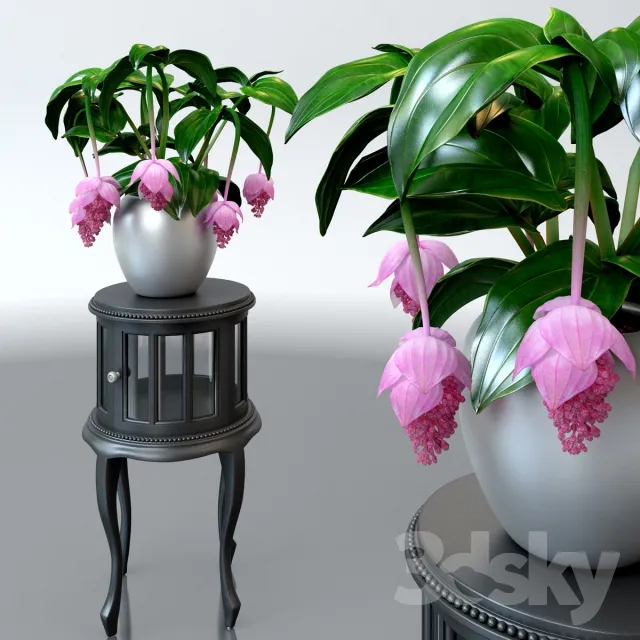 FLOWER – PLANT 3D MODELS – 391