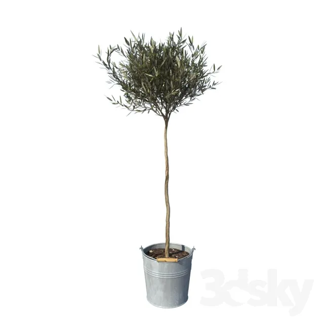 olive tree small 3DS Max - thumbnail 3