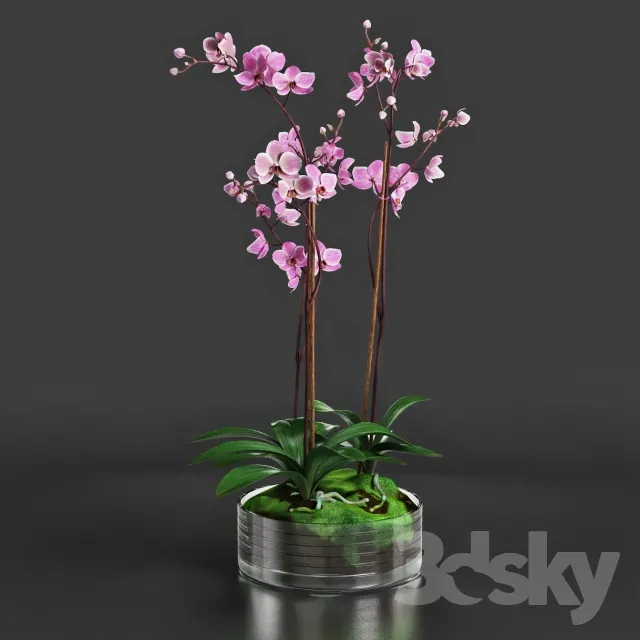 FLOWER – PLANT 3D MODELS – 464