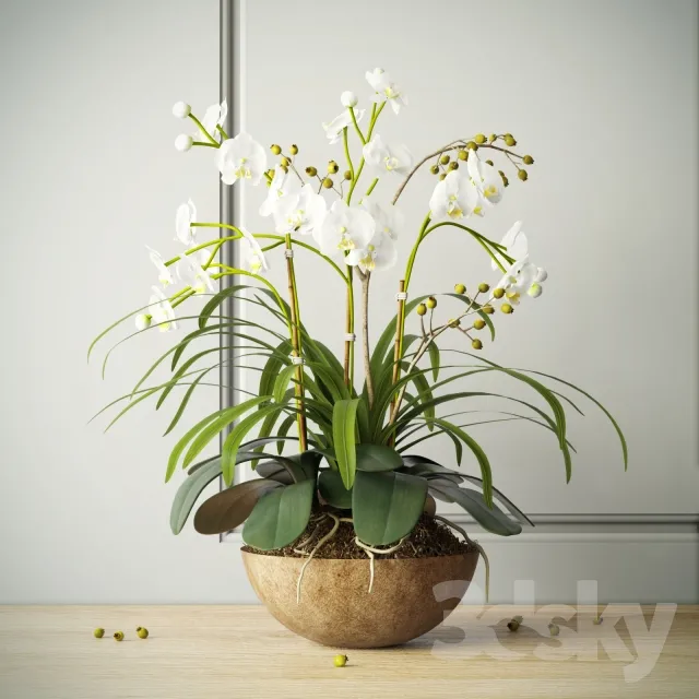 composition with orchids 3DS Max - thumbnail 3