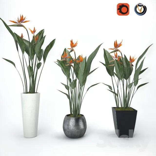 FLOWER – PLANT 3D MODELS – 587