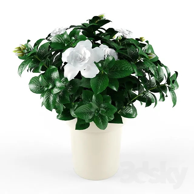 FLOWER – PLANT 3D MODELS – 073