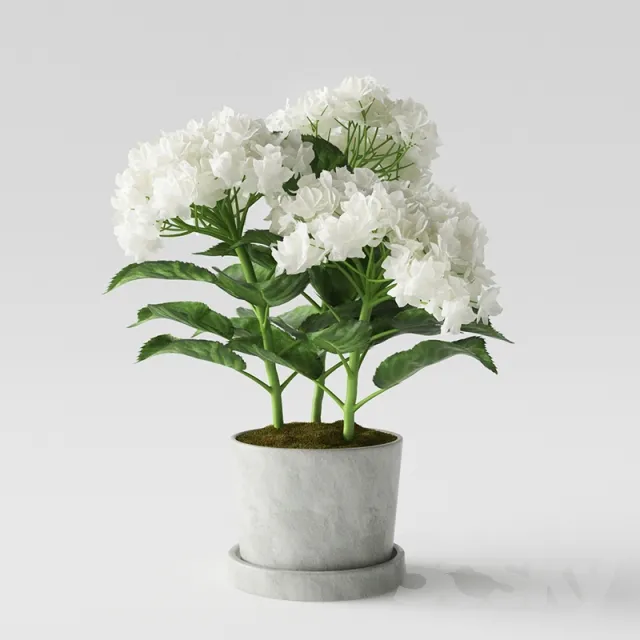FLOWER – PLANT 3D MODELS – 842