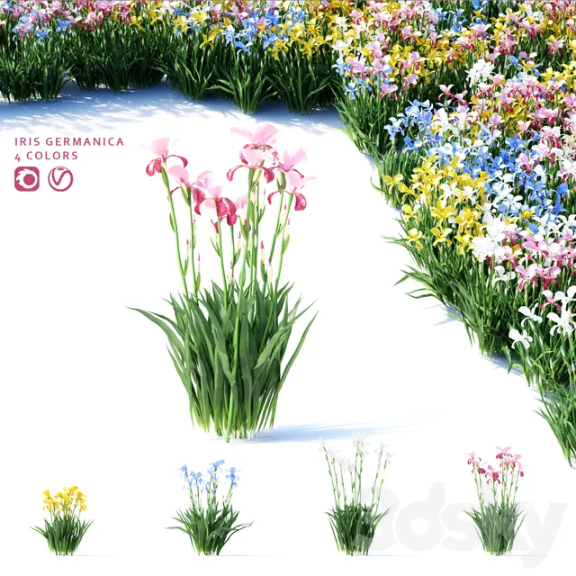 3DS SKY PRO MODELS – 027 – Bearded iris flowers – Iris germanica 4 colors