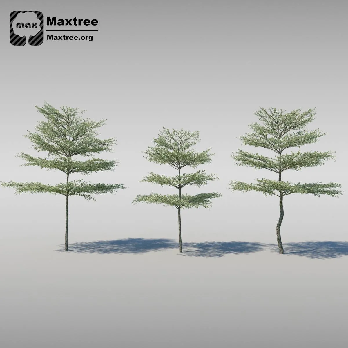 BIG TREE – 3D MODEL – 008