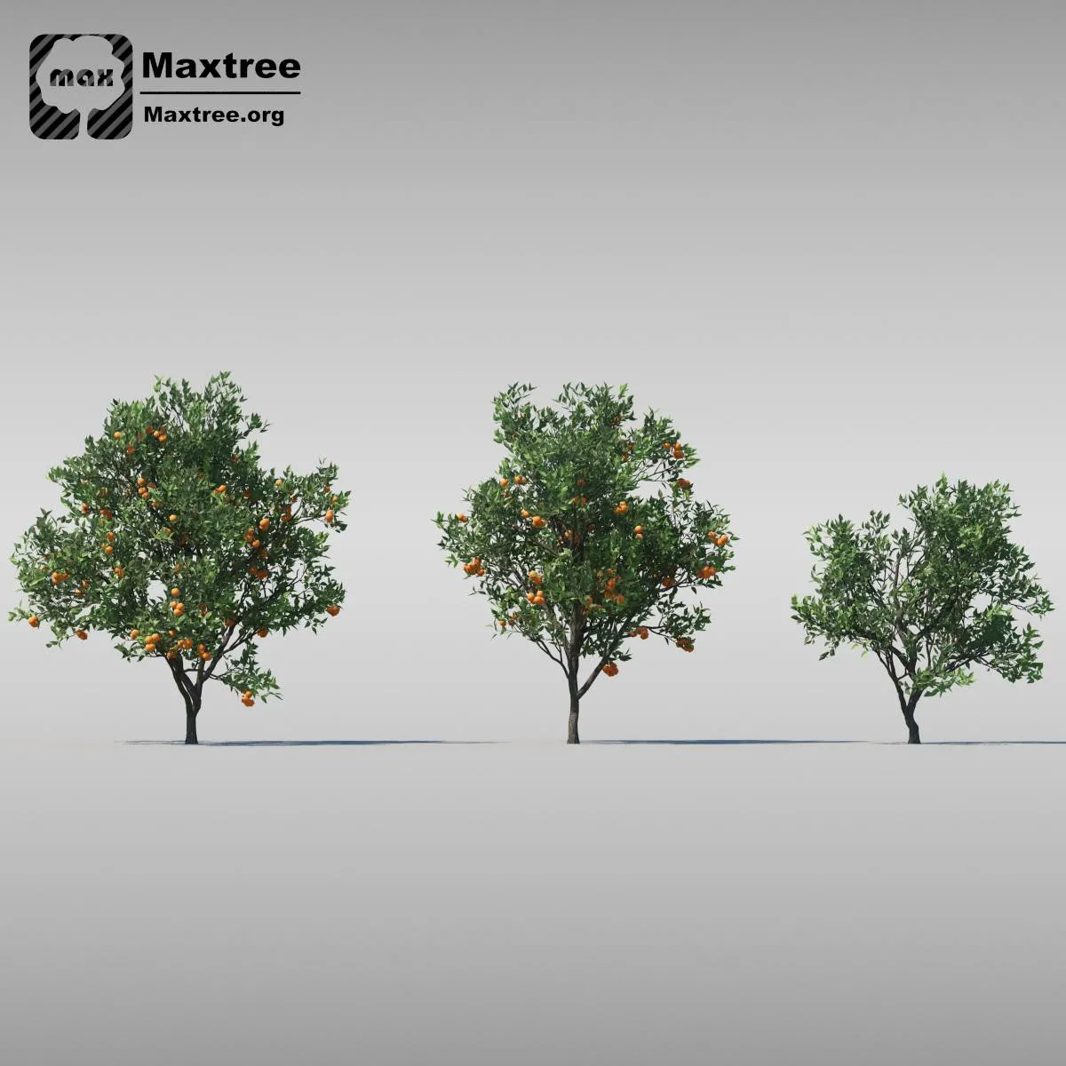 BIG TREE – 3D MODEL – 017