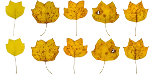 PBR TEXTURES – FULL OPTION – Leaves Fall  – 691