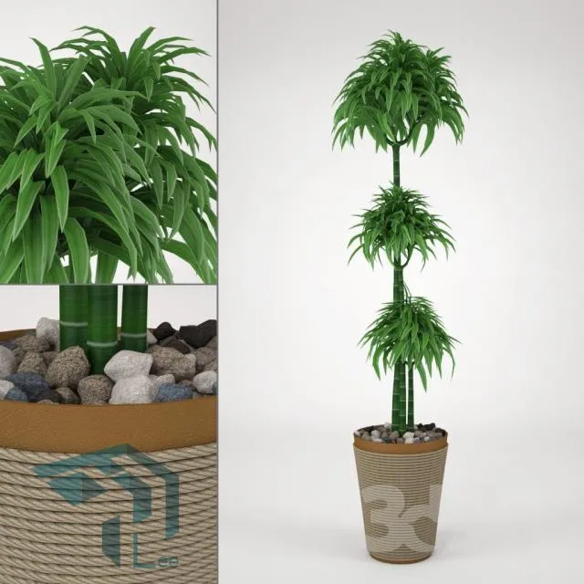 PRO PLANT 3D MODELS – 019