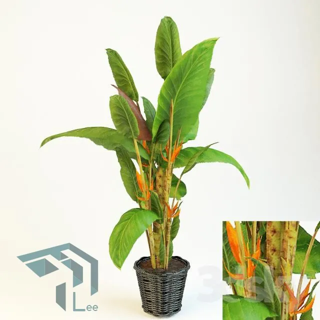 PRO PLANT 3D MODELS – 026