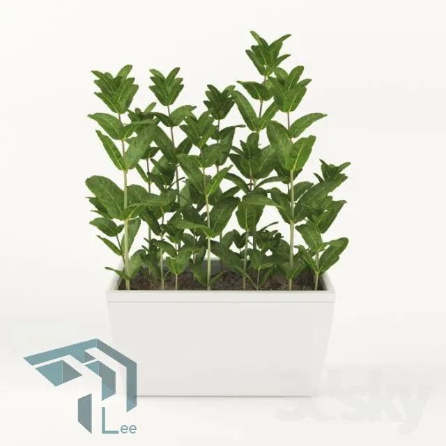 PRO PLANT 3D MODELS – 027