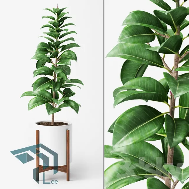 PRO PLANT 3D MODELS – 278