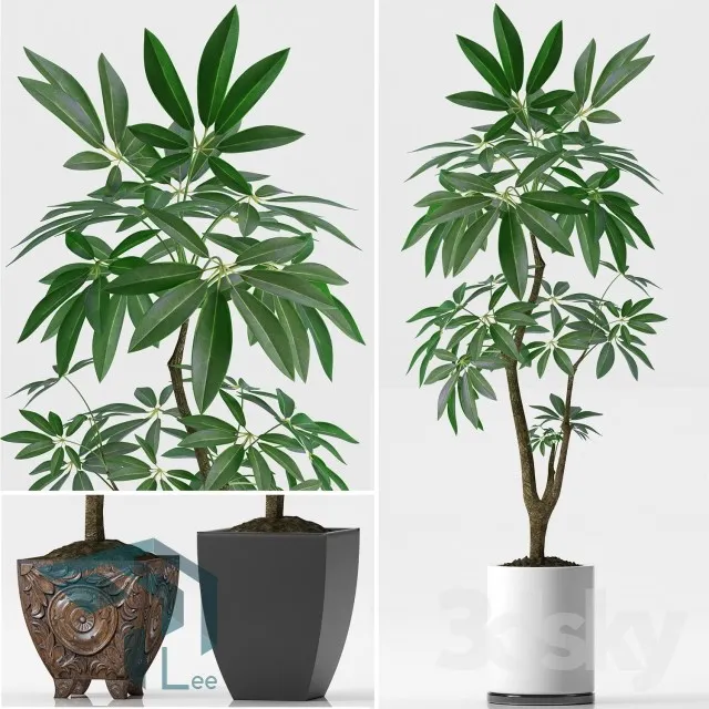 PRO PLANT 3D MODELS – 294