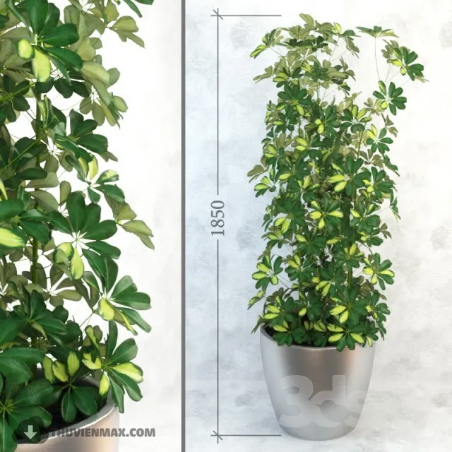 PRO PLANT 3D MODELS – 339