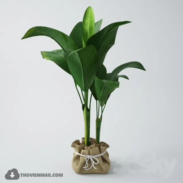 PRO PLANT 3D MODELS – 382