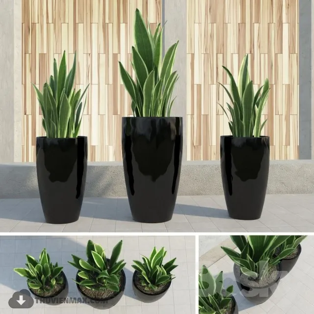 PRO PLANT 3D MODELS – 387