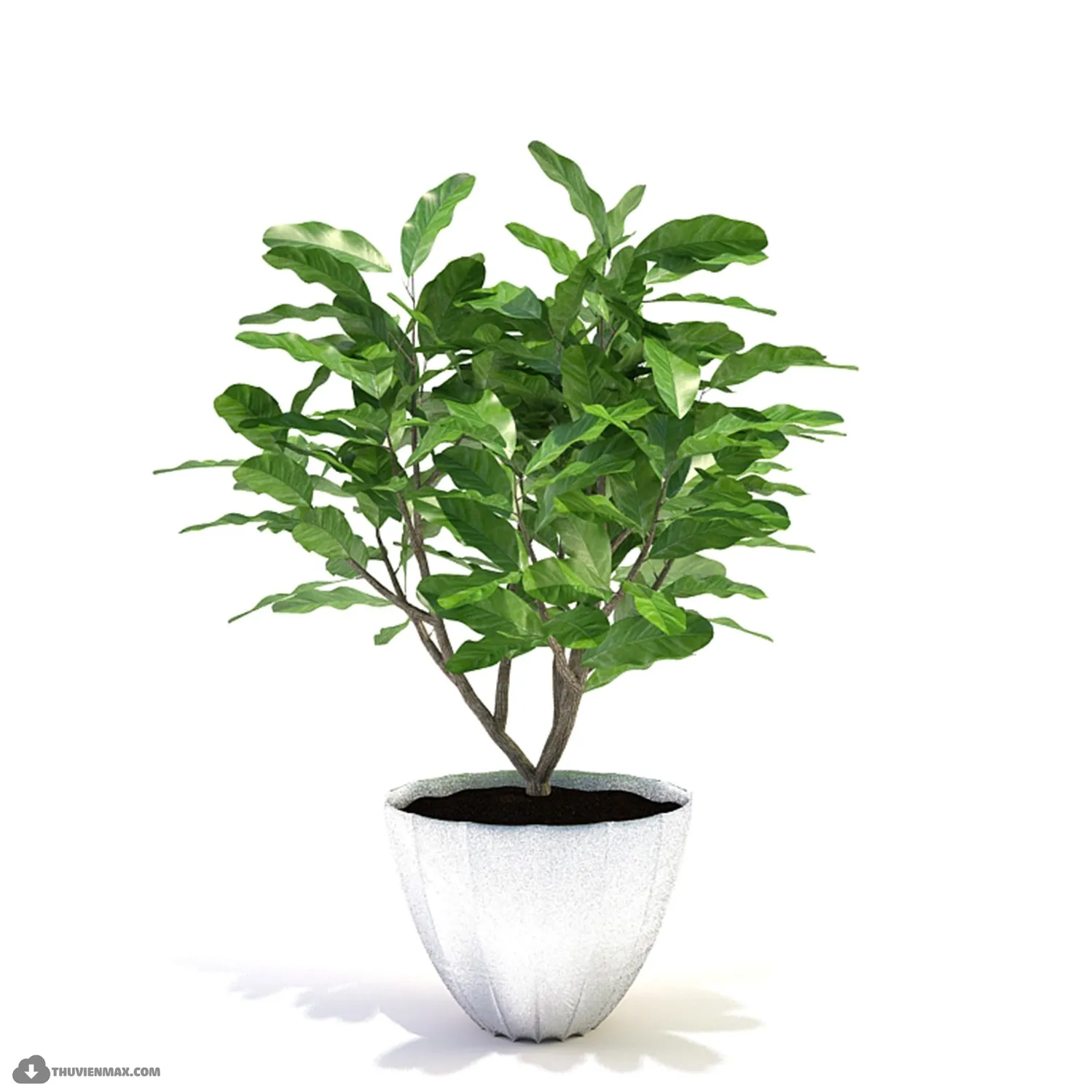 PRO PLANT 3D MODELS – 395