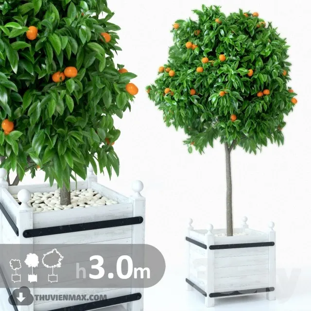 PRO PLANT 3D MODELS – 435