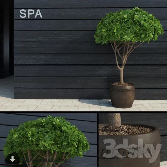 PRO PLANT 3D MODELS – 463