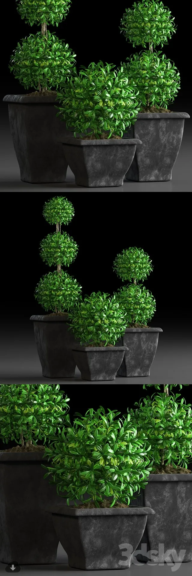 PRO PLANT 3D MODELS – 464