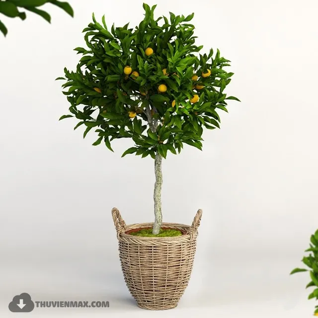 PRO PLANT 3D MODELS – 468