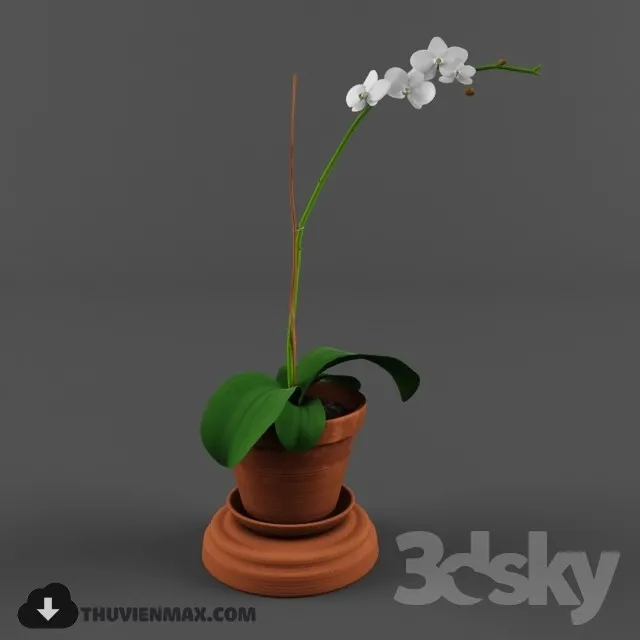 PRO PLANT 3D MODELS – 050