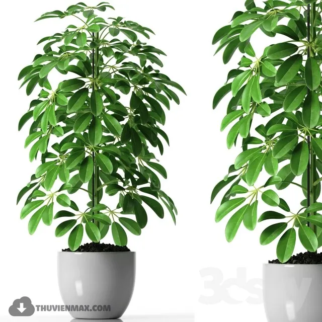 PRO PLANT 3D MODELS – 491