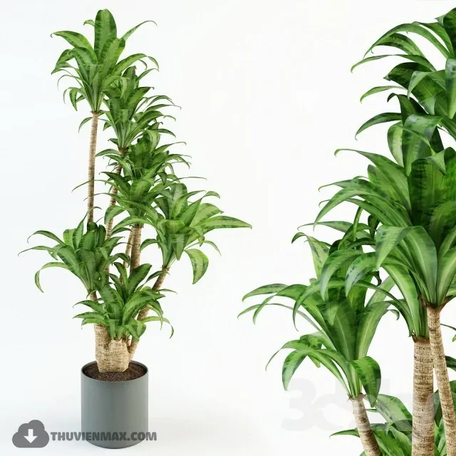 PRO PLANT 3D MODELS – 493