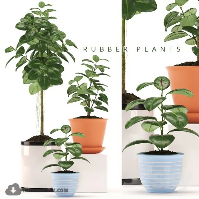 PRO PLANT 3D MODELS – 517