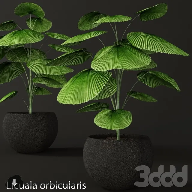 PRO PLANT 3D MODELS – 555