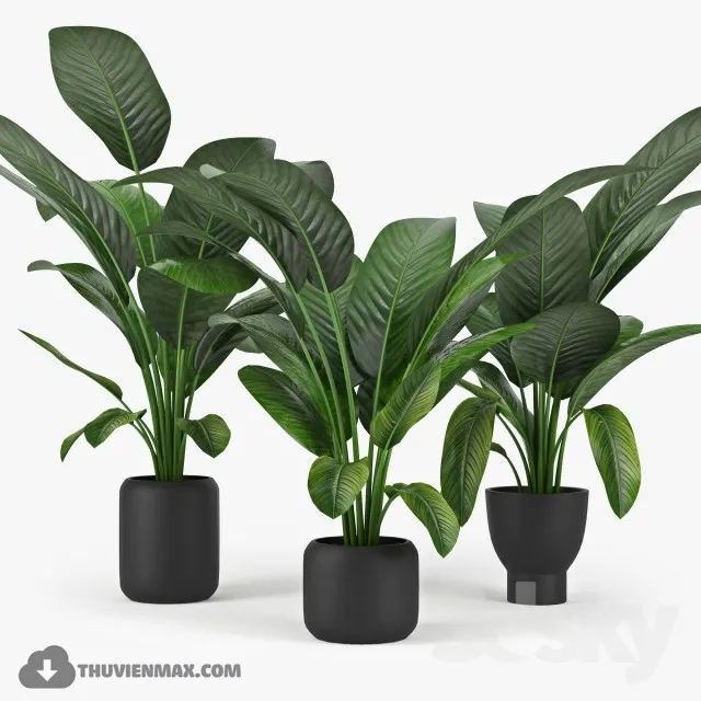 PRO PLANT 3D MODELS – 569
