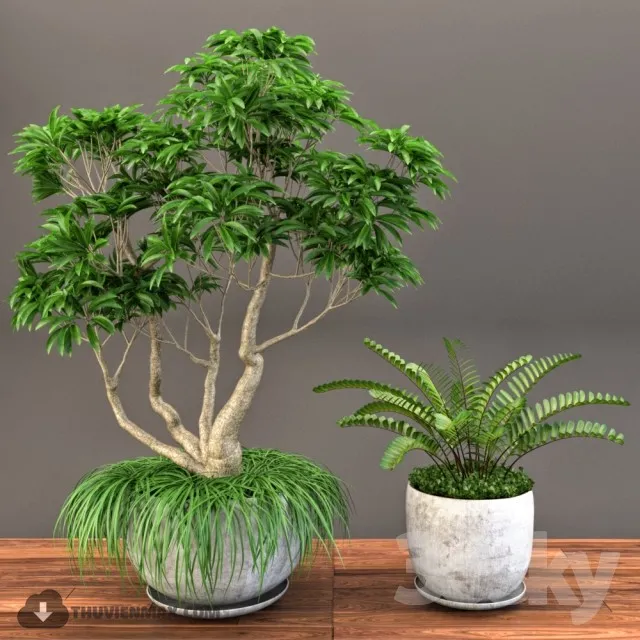 PRO PLANT 3D MODELS – 572