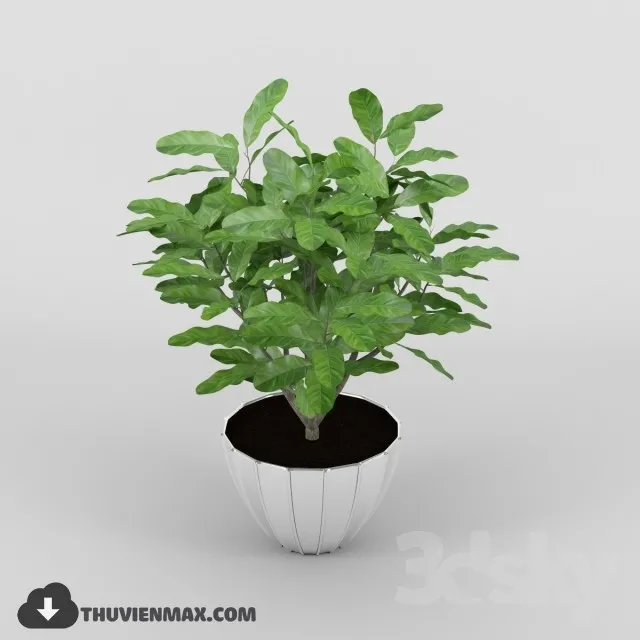 PRO PLANT 3D MODELS – 065